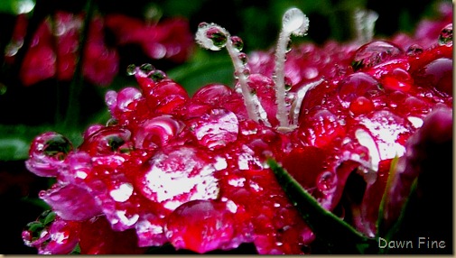 Water droplets and flowers_041