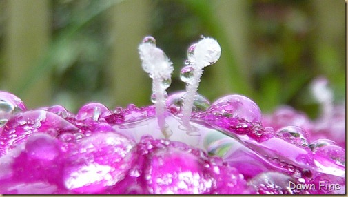 Water droplets and flowers_039