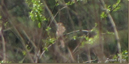 Cassins Sparrow in NC_004