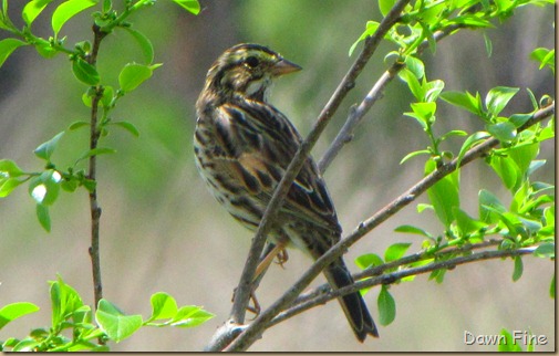 Cassins Sparrow in NC_023
