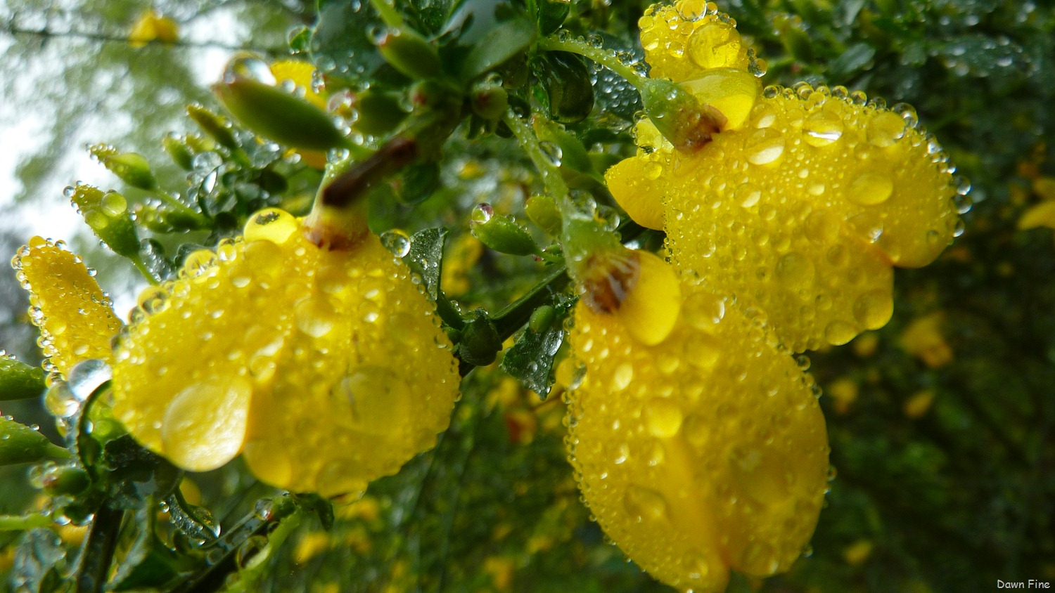 [Water-droplets-and-flowers_1023.jpg]