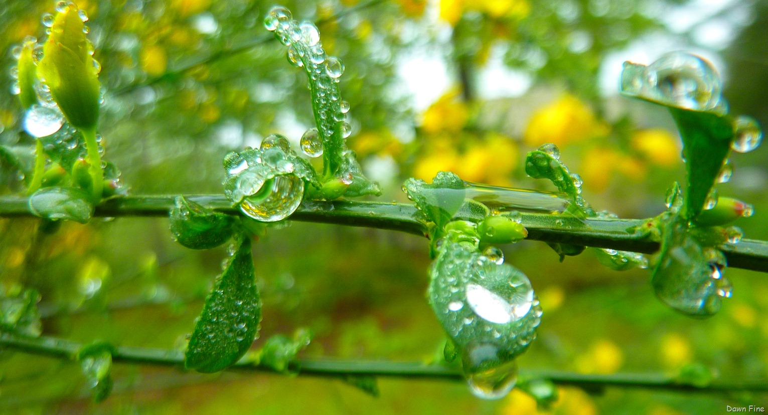 [Water droplets and flowers_097[4].jpg]