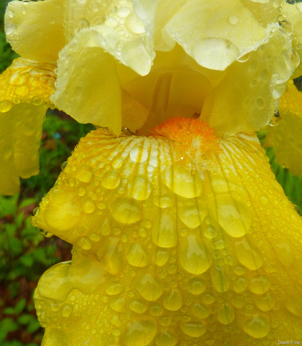 [Water droplets and flowers_091.jpg]