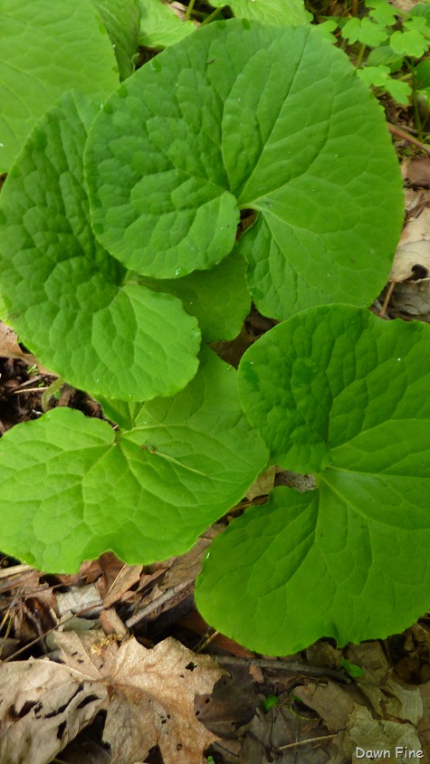 [New-River-day-2_0395.jpg]