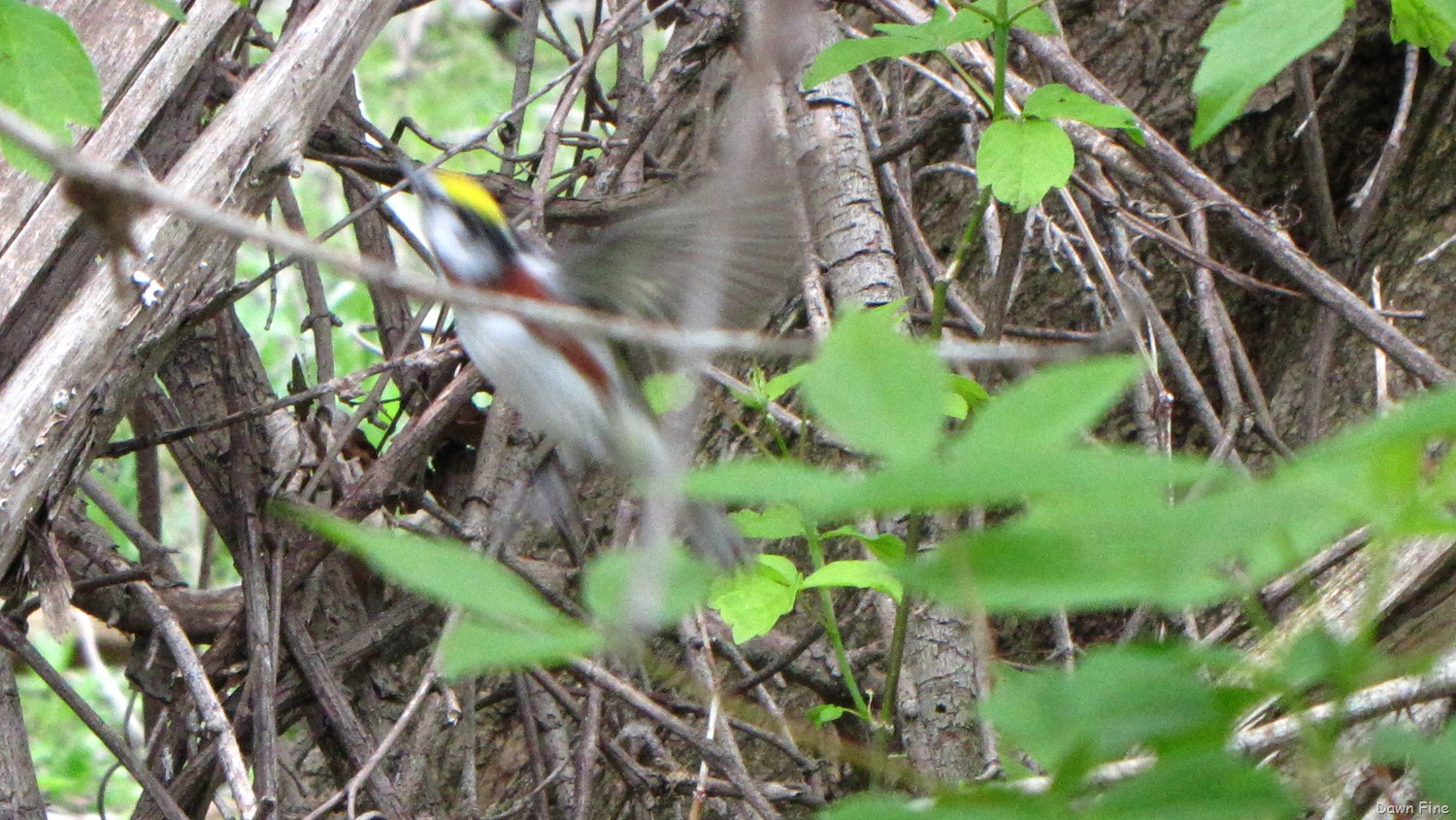 [Chestnut-sided-Warbler-14.jpg]