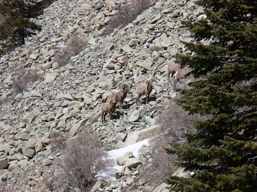 bighorn