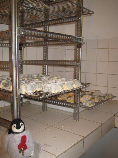 Percy learned all about how goat cheese is made! Here he sees the ash flavoured cheeses ageing...1Euro per cheese, any takers?