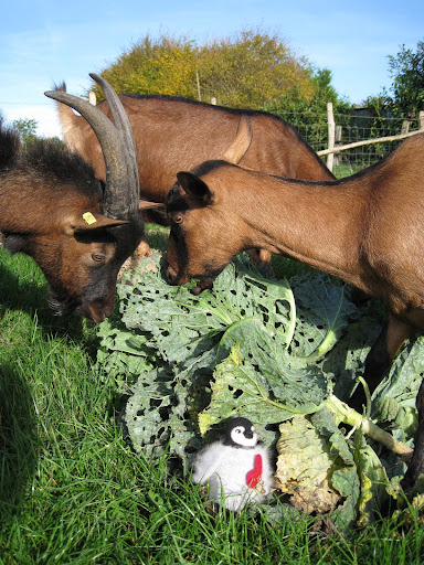 Percy jumps in for a quick photo op while the goats eat one of their favourite treats...cauliflower leaves! Note the Monsieur goat eyeing pretty Percy....run Percy run!! (just kidding)