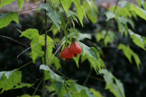 Abutilon Red Monarch