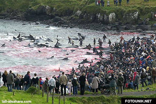 Perayaan paling Brutal & Berdarah di Dunia http://fotounik.net