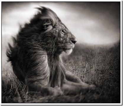 2 Lion Before Storm II- Sitting Profile 2 Lion Before Storm II- Sitting Profile