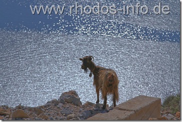 symi_b symi_b