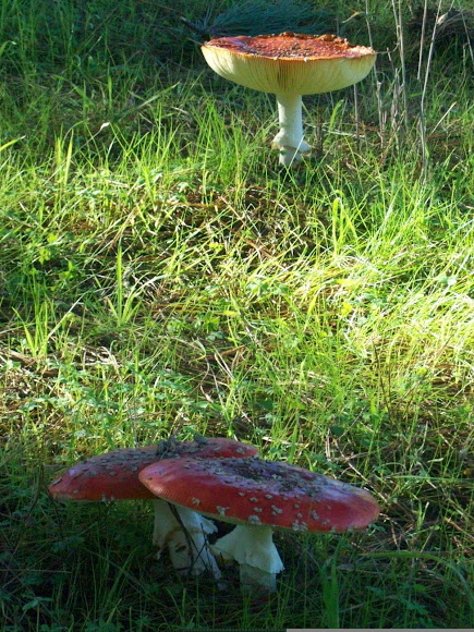 Spotting Image 1