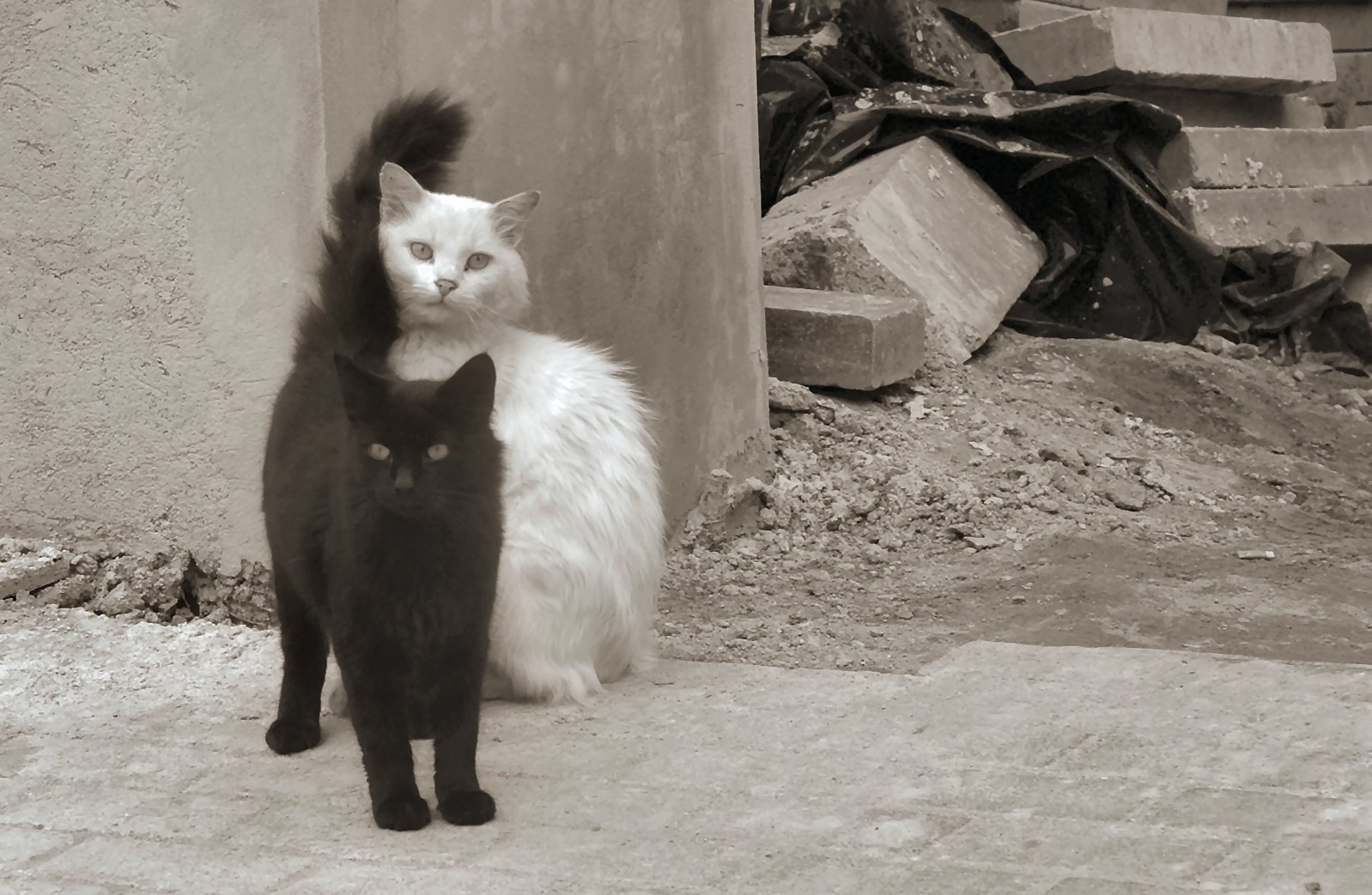 [black_cat_white_cat_by_bludlivijkot.jpg]