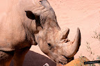 Foto de un rinoceronte del Bioparc