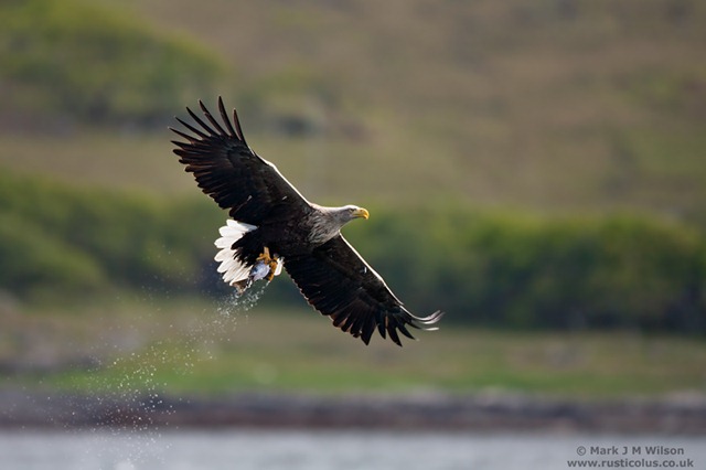 [MJMW_AVIAN_1001299[2].jpg]