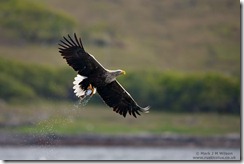 MJMW_AVIAN_1001299