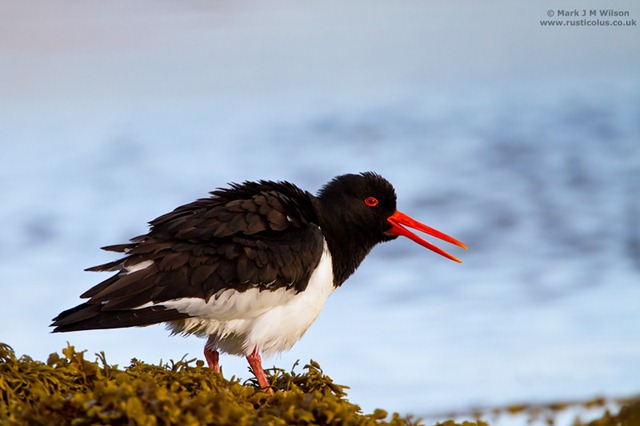 [MJMW_AVIAN_1001499[2].jpg]