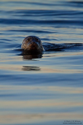 [CommonSeal_Mull2010[2].jpg]