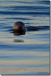 CommonSeal_Mull2010