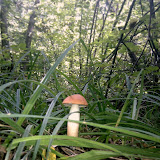 IMAG0118.jpg