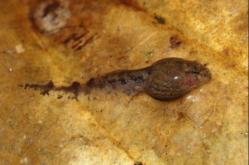 Rhacophorus+leucomystax