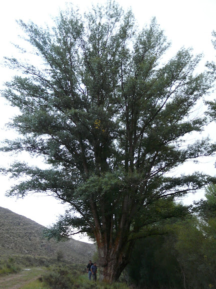 ChopoRemolinar1