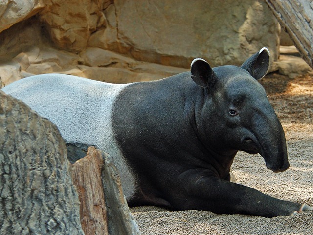 [tapir (1)[5].jpg]