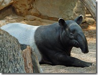 tapir (1)