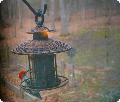 red headed wood pecker