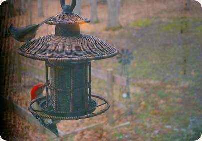 wood pecker and tufted tit mouse