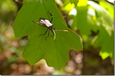 A beetle on a leaf