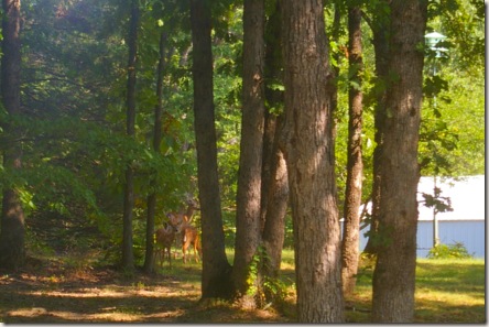 A doe and 2 fawns off in the distance.