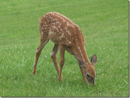 fawn fawn