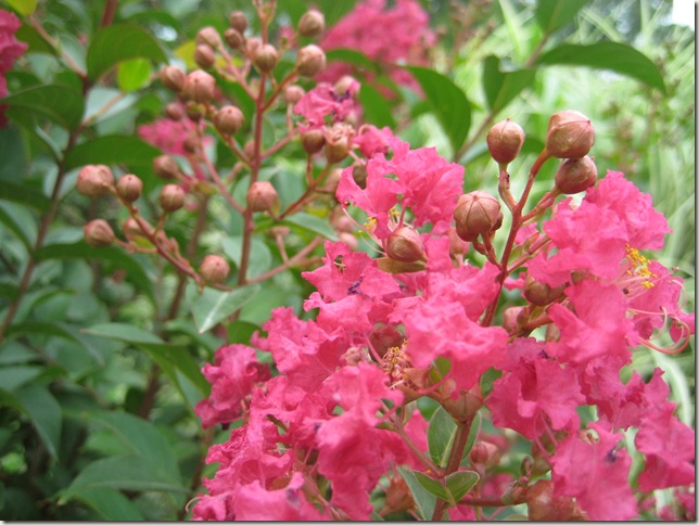 Pink Crepe Myrtle bush