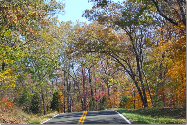 Tree canopied Highway