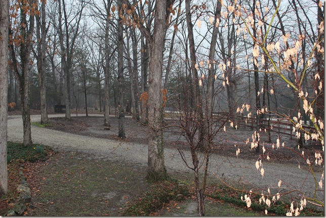 Gloomy looking woods Gloomy looking woods