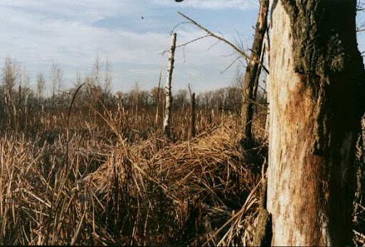 Fox swamp