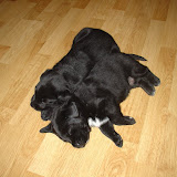 Puppies