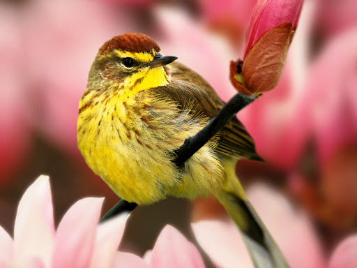 http://lh3.ggpht.com/_5GZGNesItiY/R7h-ULViFNI/AAAAAAAAAFw/ZsKyvKRMVmY/Oiseaux_16_1600x1200.jpg