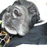 Duke