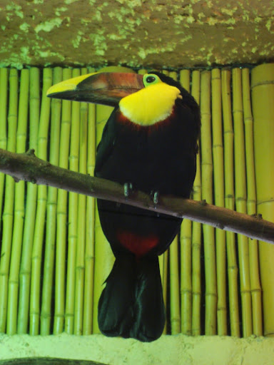 Tukan honduraski - Zoo Oliwa