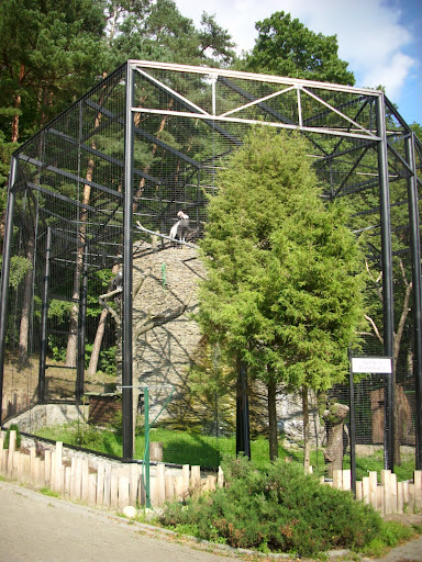 Nowa woliera kondorów - Zoo Oliwa