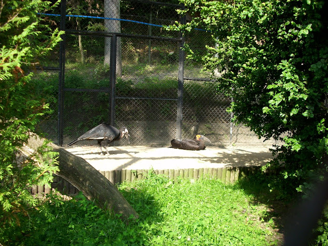 Dzioborożce kafryjskie - nowe ptasiory w oliwskim zoo