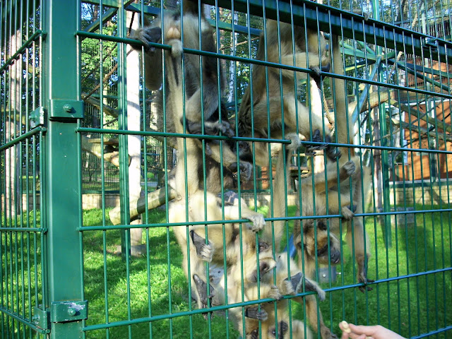 Wyjce czarne - Zoo Oliwa