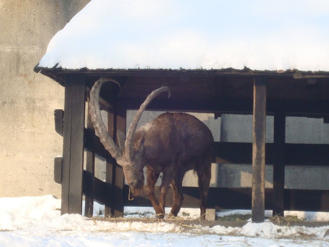 Koziorożec syberyjski - Zoo Wrocław
