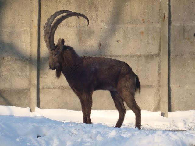 Koziorożec syberyjski - Zoo Wrocław