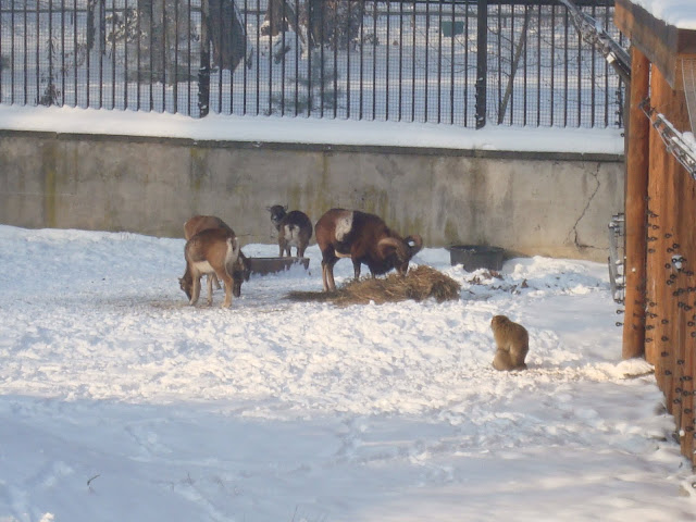 Muflony i magot - Zoo Wrocław