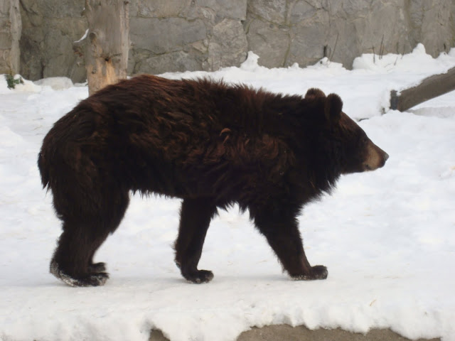 Niedźwiedź himalajski na śniegu - Zoo Wrocław