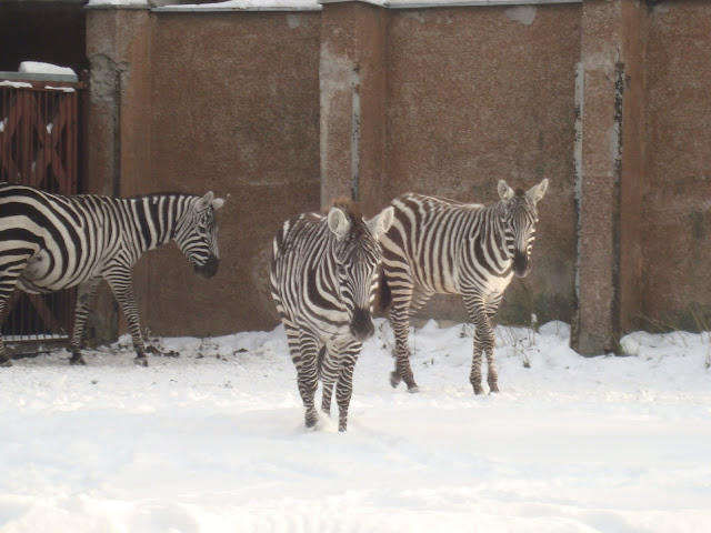 Zebry z wrocławskiego zoo na śniegu